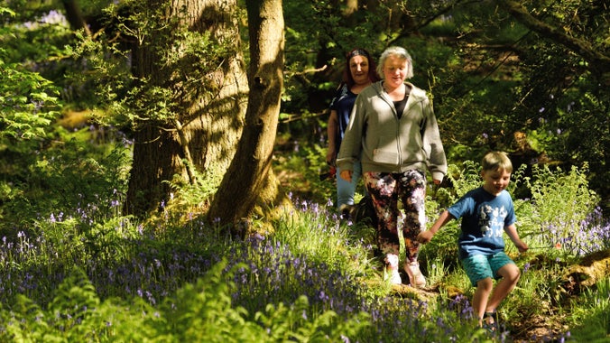 Two walkers and a child enjoy the dappled shade of a woodland, surrounded by bluebells